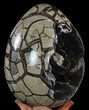 Huge, Septarian Dragon Egg Geode - Black Crystals #60364-5
